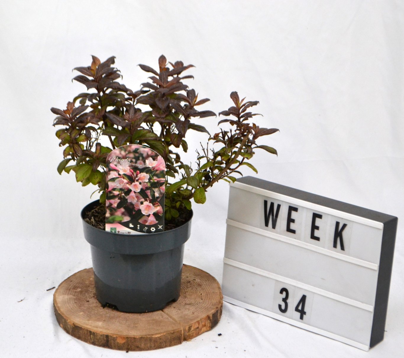 Weigela 'Vintage Love' - C3 20-40 CM